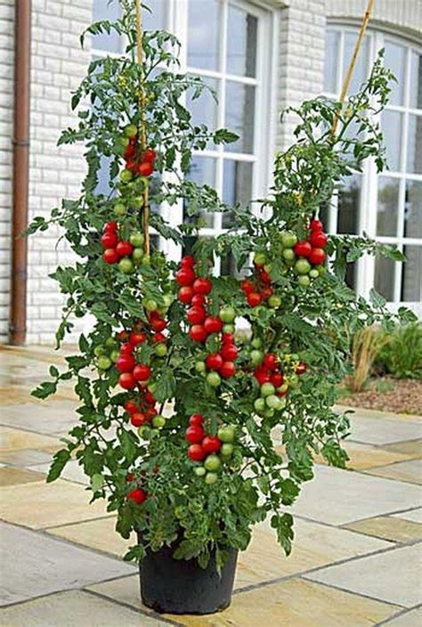 Container Grown Cherry Tomatoes Gardening Pinterest