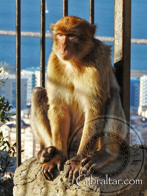 Check spelling or type a new query. Gibraltar Monkeys | Welcome To Gibraltar