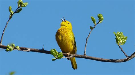 Yellow Warbler Markeisingbirding