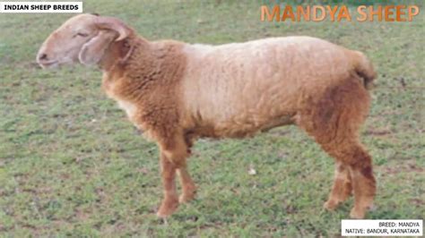 Most Popular Sheep Breeds Of India