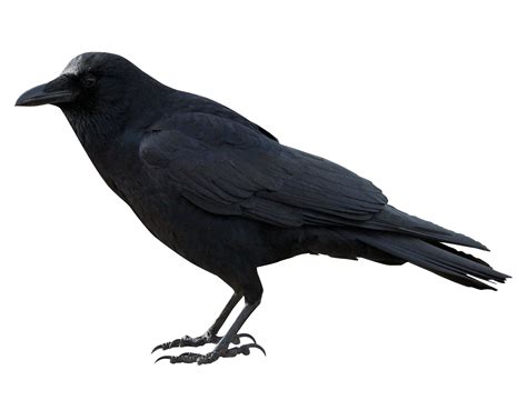 Crow Png Hd Png Mart