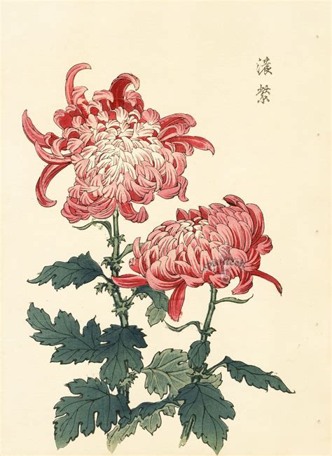 Keika Hasegawa Chrysanthemum Wood Block Prints 1893 Japanese