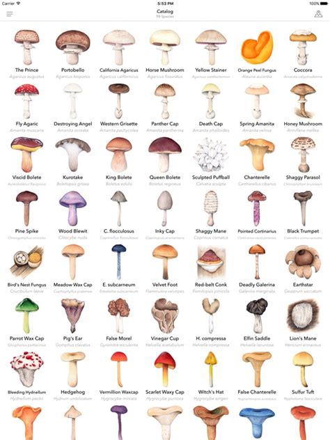 Is There A Mushroom Identifier App Types Of Edible Wild