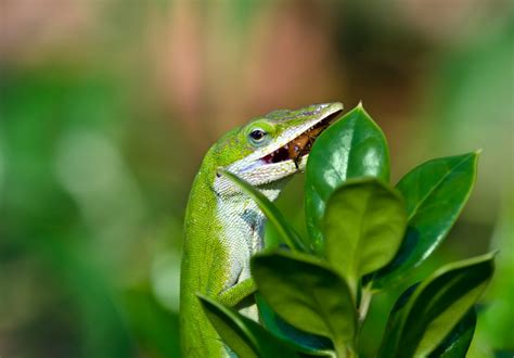 Green Anole Care Guide Housing Diet Facts Reptile Craze
