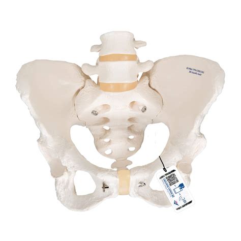 3B Scientific Pelvic Skeleton Female Free Anatomy Software 3B Smart