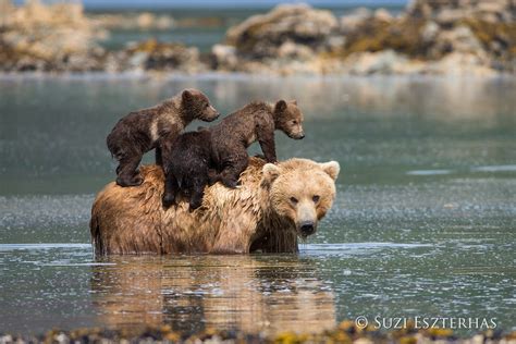 grizzly bear mom and cubsa girls who click