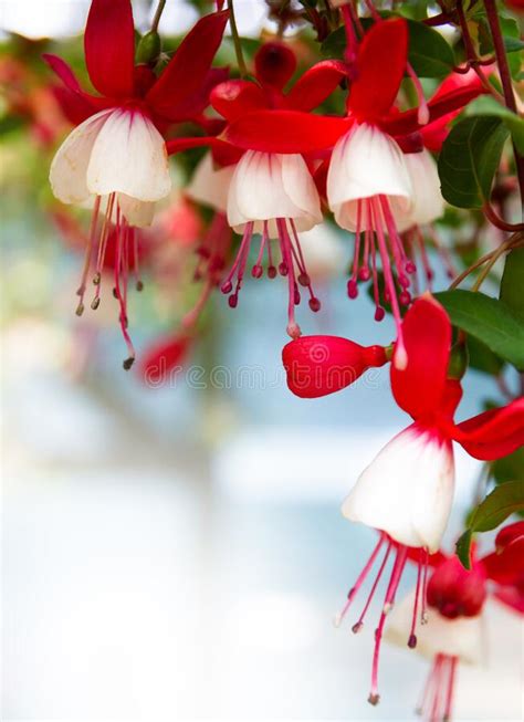 Beautiful Fuchsia Flowers Stock Photo Image Of Magenta 172111000
