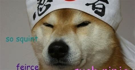 Shibe Doge Ninja Such Meme Pinterest