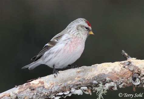 Hoary Redpoll South Dakota Birds And Birding