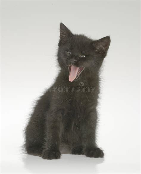Smiling Black Kitten Stock Photo Image Of Smiling Kitten 9236546