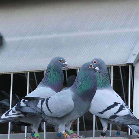 pin-by-oksana-on-tatoos-in-2021-tatoos,-racing-pigeons