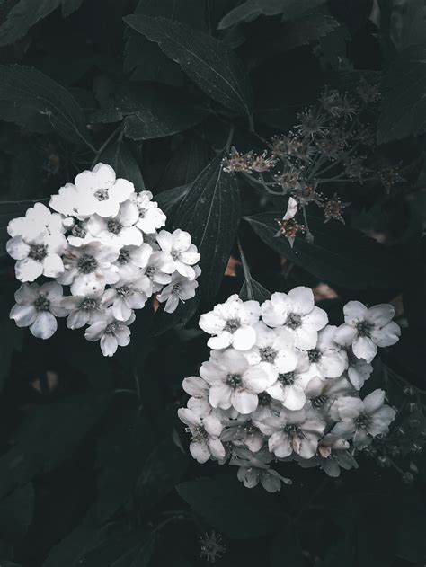 Whiteflower Pictures Download Free Images On Unsplash