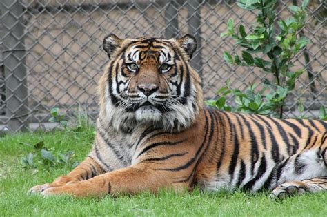 Sumatran Tiger Facts Range Habitat Diet Lifespan Images
