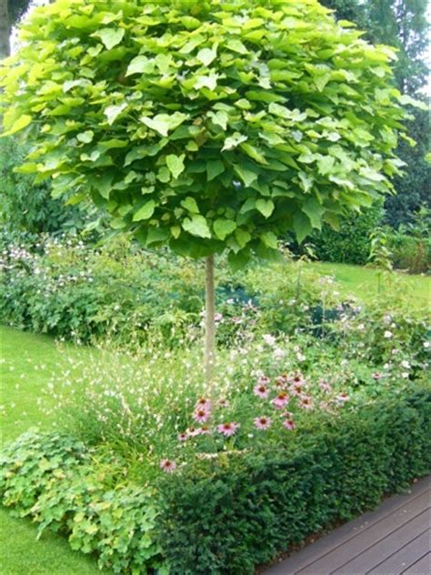 Kleinbleibende baume diese sorten bleiben klein. Muss ich den Baum umschneiden? - Mein schöner Garten Forum