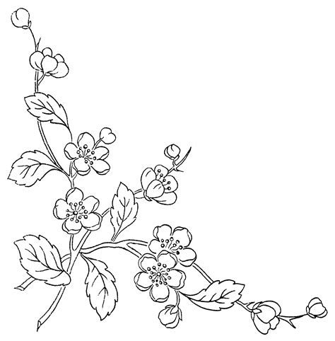 Flower Sketch Transparent Png