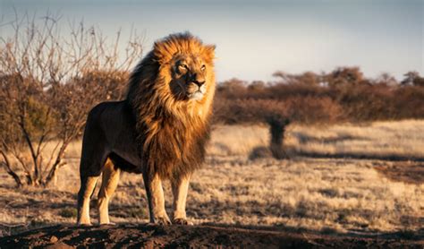And the opportunity to see these animals roaming around in the wild may not be there in the future because there are several which are listed as vulnerable and. South Africa Animals | Wildlife | Big Five | Animals in ...