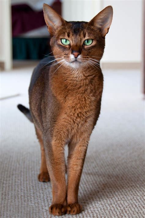 27 Abyssinian Cat Colors Furry Kittens
