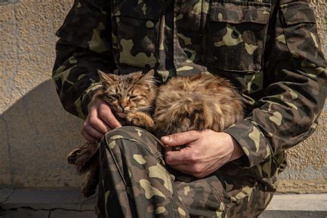 Heroic Cats Who Served In The Military Readers Digest