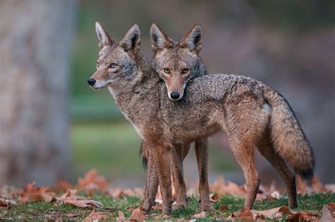 So why were they showing up in my dreams? The meaning and symbolism of the word - «Coyote»
