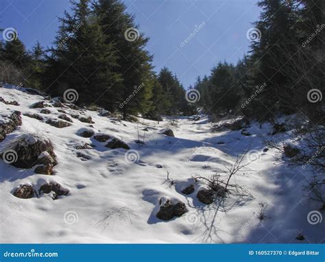 Arz Al Barouk Lebanon Cedars Snow Season Stock Photo Image Of