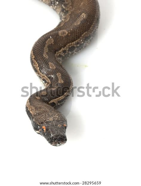 Borneo Black Blood Python Python Curtus Stock Photo 28295659 Shutterstock