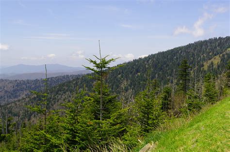 Southern Appalachian Sprucefir Forest Wiki Everipedia