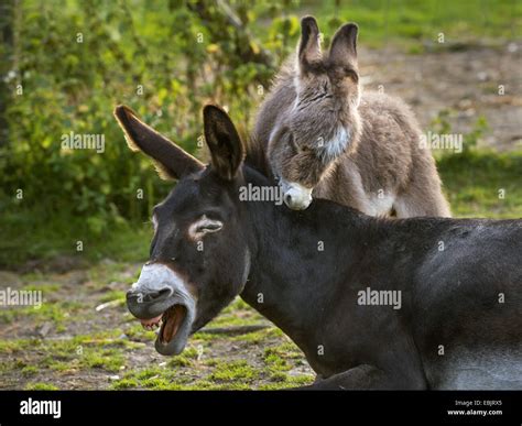Domestic Donkey Equus Asinus F Asinus Donkey Foal Biting The Mother