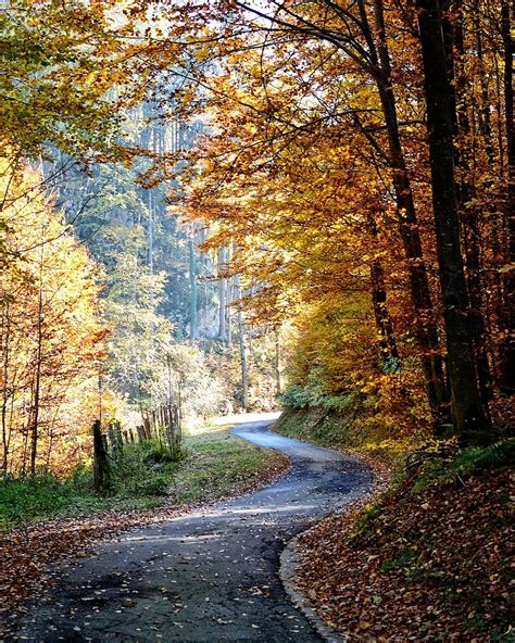 Autumn Away Forest Trees Nature Leaves Yellow Red Trail