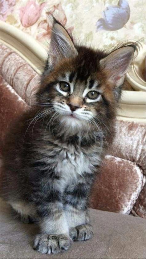 Buy and sell maine coon to buy on animals sale page: Pin on Siberian Cats For Sale