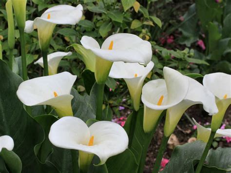 Calla Lily Plants For Sale