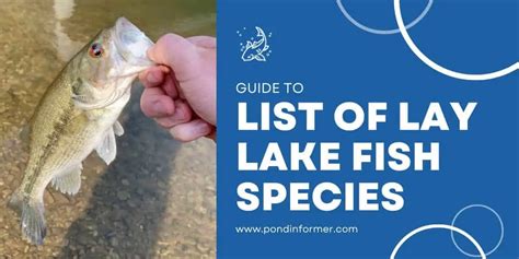 List Of Fish Species In Lay Lake Updated Pond Informer