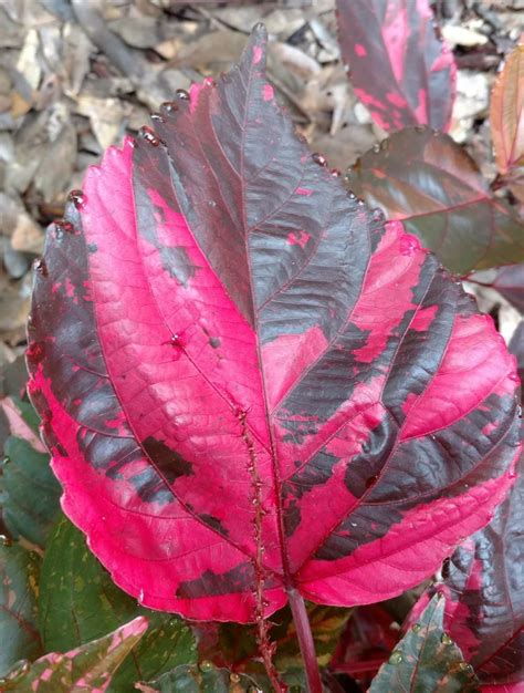 Photo Of The Leaves Of Copper Plant Acalypha Wilkesiana