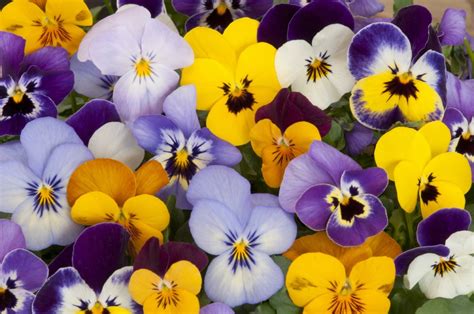 Pansies More Than Just A Cheerful Spring Beauty Farmers Almanac