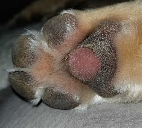 Dog With Cracked Paws Our Veterinarian Explains What To Do