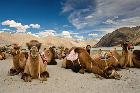 The Cold Desert Ladakh Leh Ladakh India