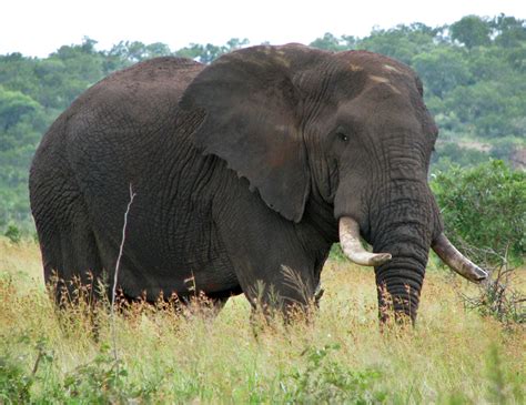African Bush Elephant Animal Wildlife