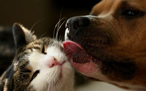 Cat And Dog Love Wallpaper