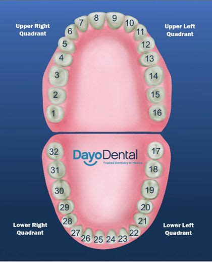 Teeth Numbers And Names Human Teeth Chart Dental Assistant Ts
