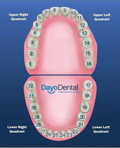 Teeth numbering chart | Dental assistant gifts, Dental teeth, Dental