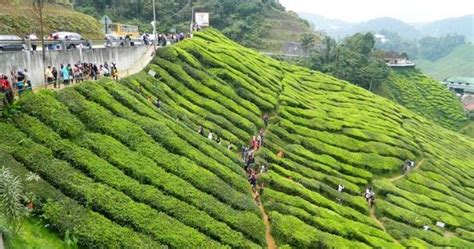 The cameron highlands is a district in pahang, malaysia, occupying an area of 712.18 square kilometres (274.97 sq mi). Cik Cerry: Cuti-cuti Malaysia : Cameron Highland,Pahang ...