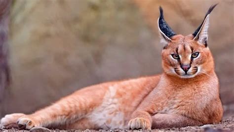 Do Caracals Make Good Pets Petculiars