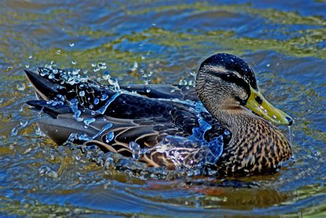 Water Off A Ducks Back I Had Heard The Saying Like Wate Flickr