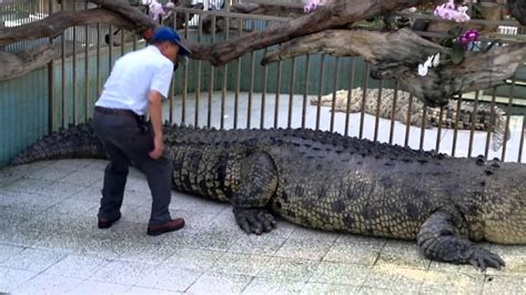 Help swampy by guiding water to his broken shower. 2012-06-04台南麻豆鱷魚王之旅.mp4 - YouTube