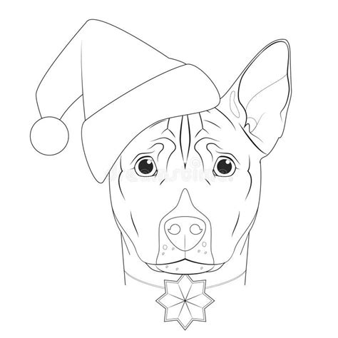 Christmas Greeting Card For Coloring Basenji Dog With Santa S Hat And