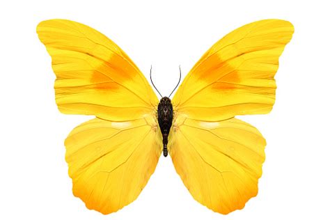Beautiful Yellow Butterfly Isolated On White Background Stock Photo