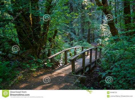 Hiking Trail Bridge Umpqua National Forest Stock Image Image Of Hike