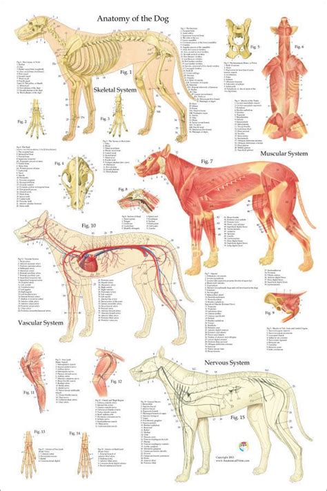 Dog Anatomy Veterinary Poster 24 X 36 Canine Wall Chart Dog Anatomy