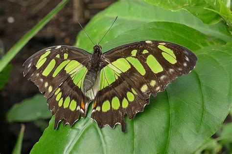 Fluturi Insecte Fluture · Fotografie Gratuită Pe Pixabay