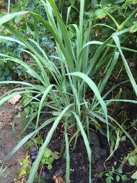 Citronella oil found in lemongrass plants acts as a natural mosquito and whitefly repellent. Growing Lemongrass - in cold climate - Maker gardener