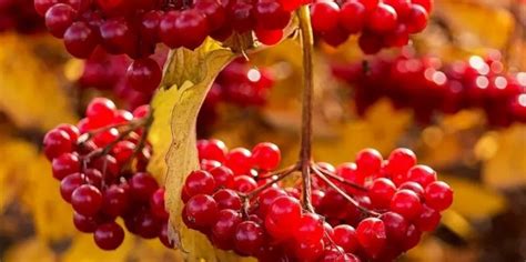 If a plant has only one main stem, don't cut it down! How To Plant And Care For Viburnum - 5 Best Varieties ...